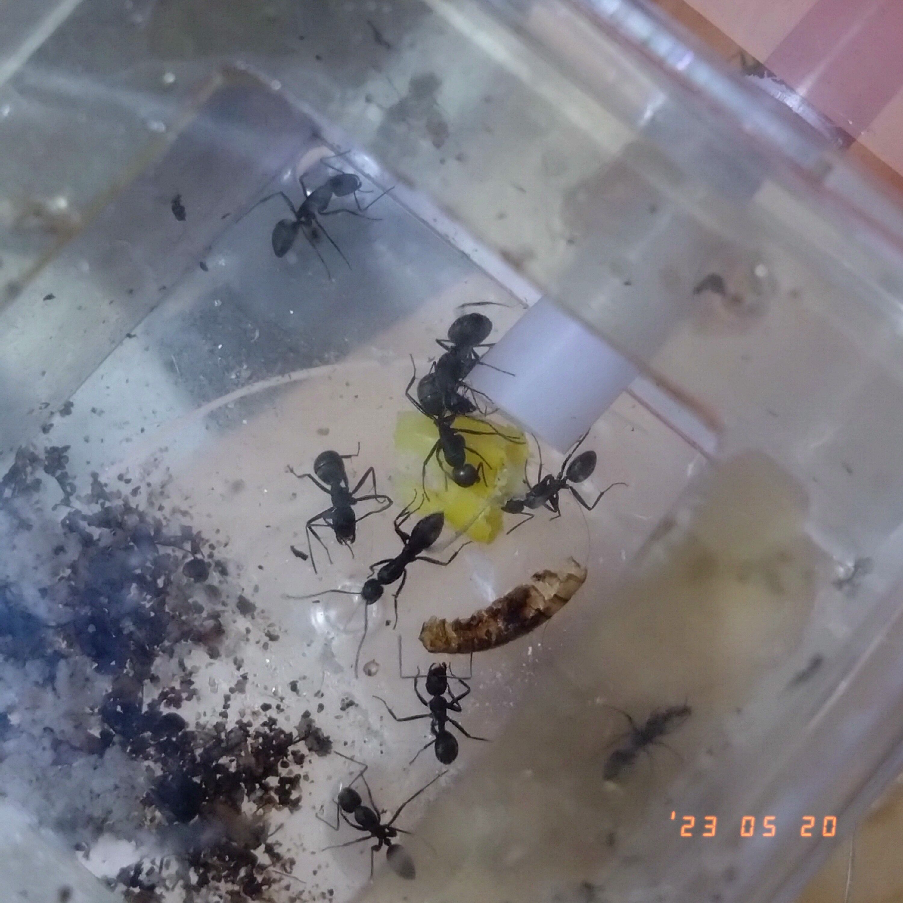 f:id:halnem:20230520190352j:image