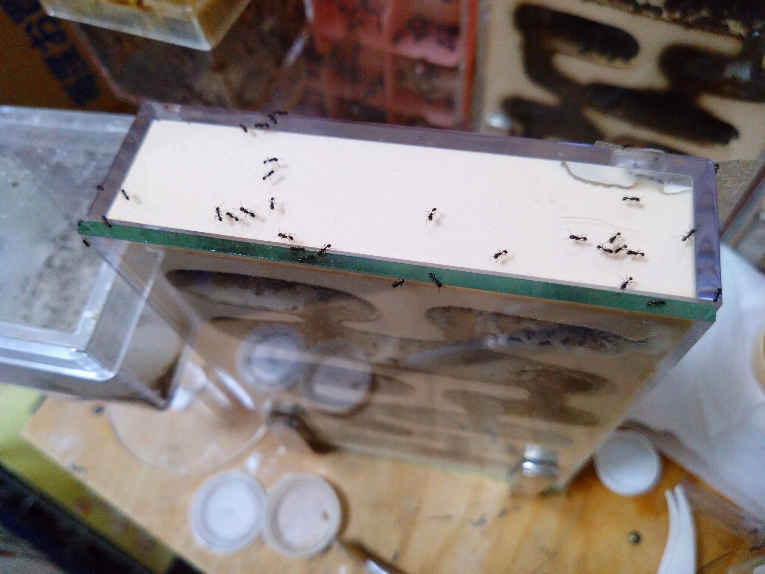 f:id:halnem:20230901124901j:image