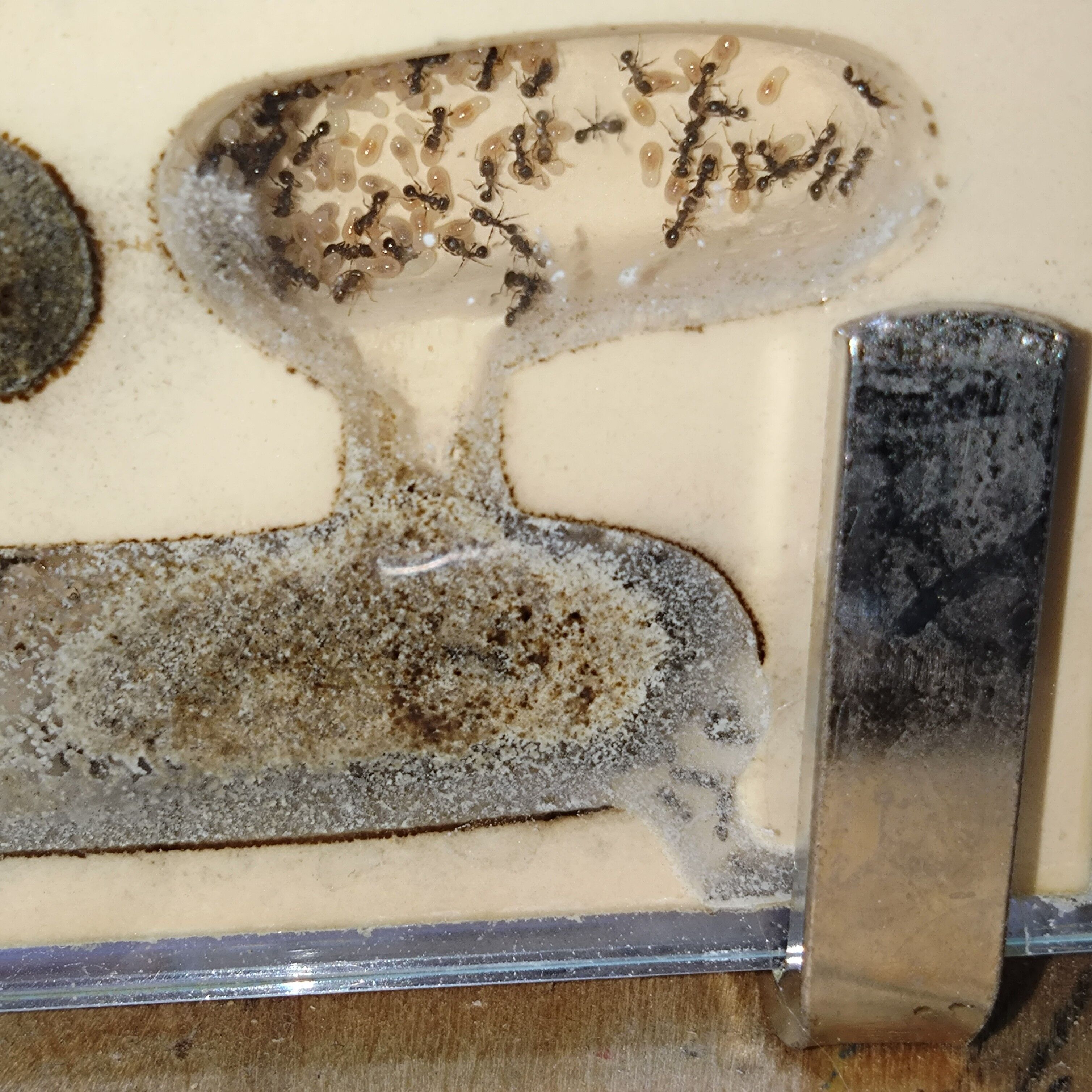 f:id:halnem:20230901124913j:image