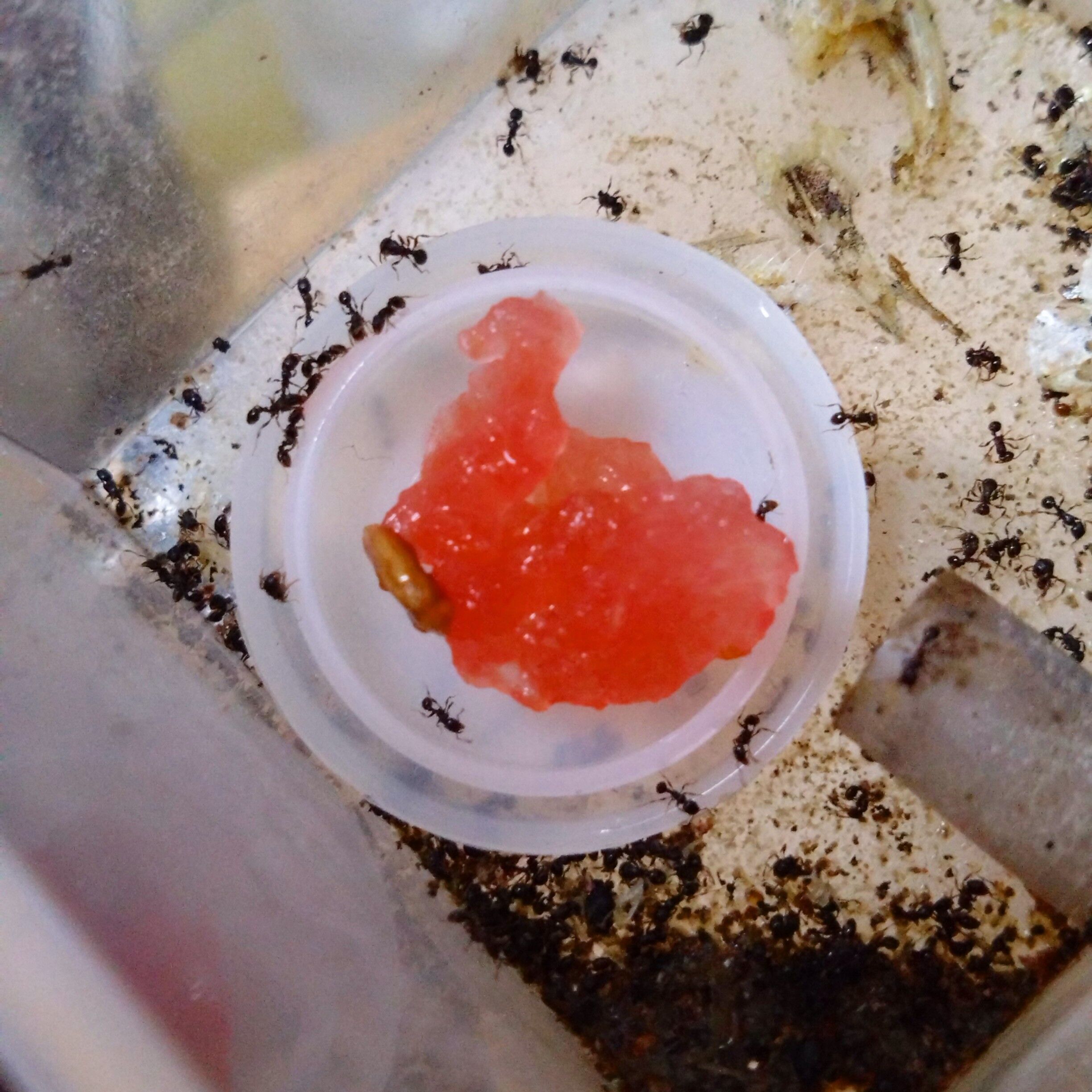 f:id:halnem:20230901124935j:image