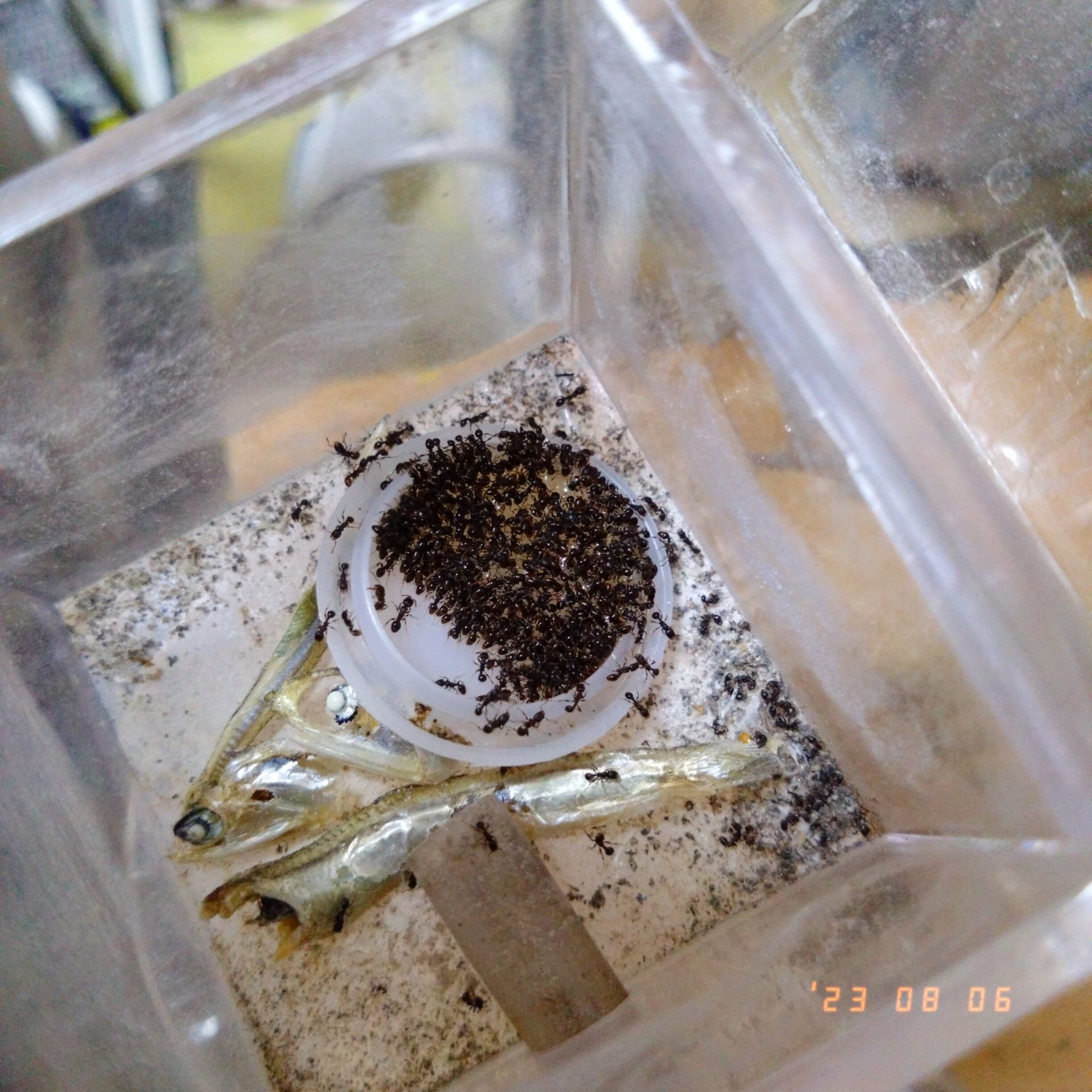 f:id:halnem:20230901124959j:image