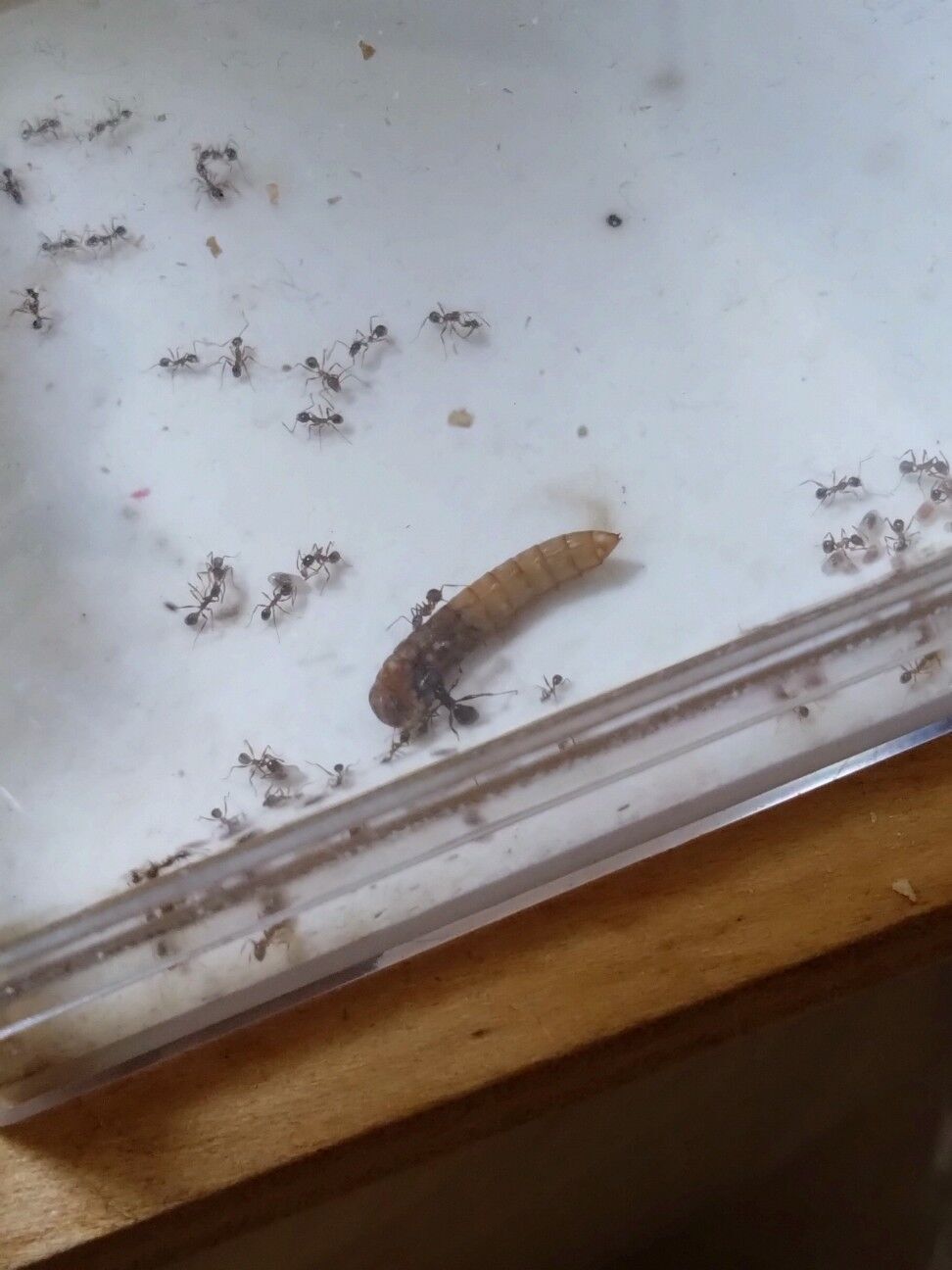 f:id:halnem:20240623161103j:image