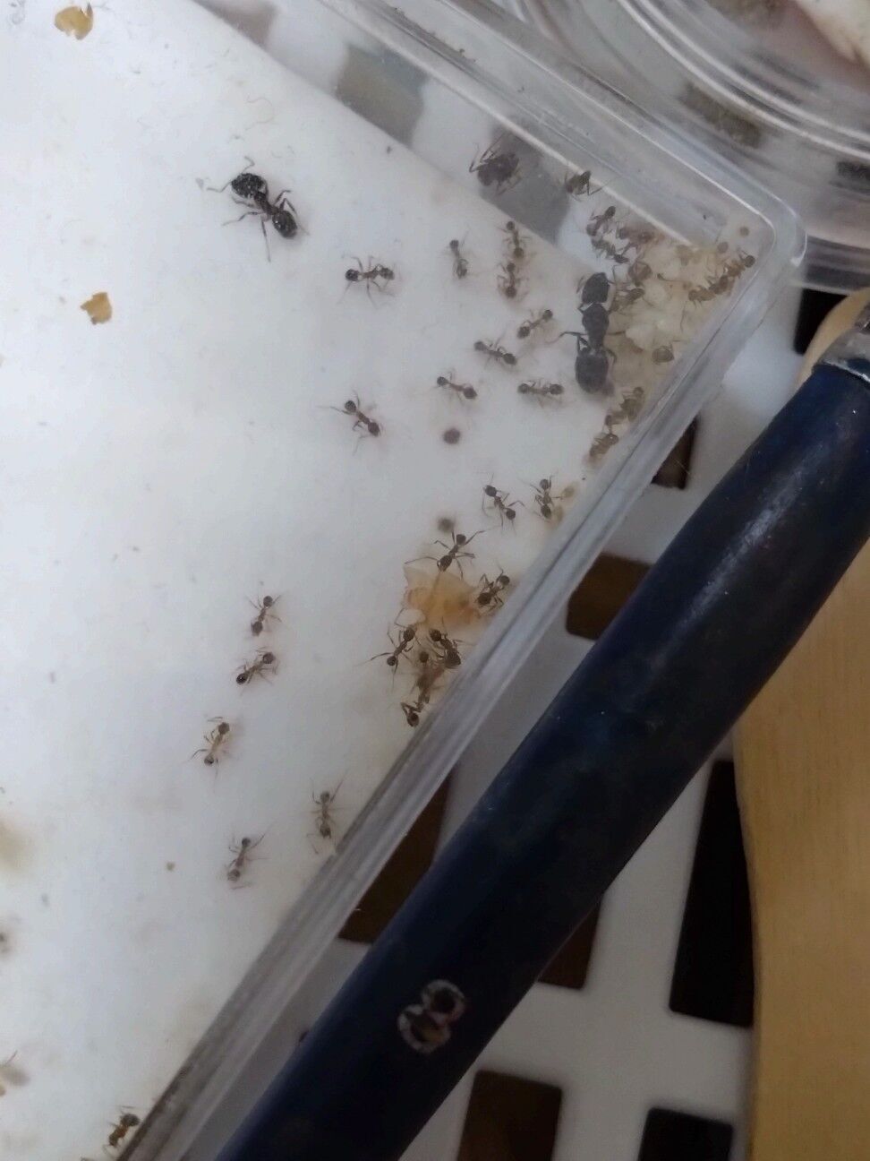 f:id:halnem:20240623161124j:image