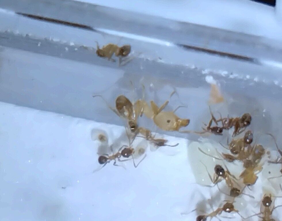 f:id:halnem:20240623161139j:image