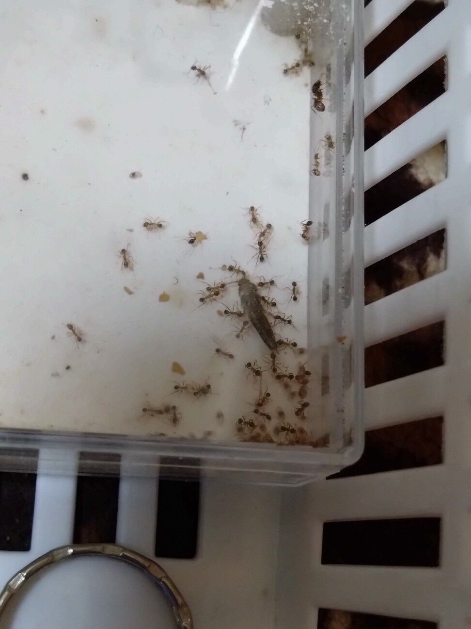 f:id:halnem:20240623161150j:image