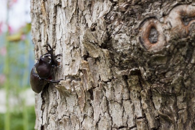 夏も本番【昆虫採集セット】これさえ揃えれば完璧だー！ - タノポジライフ