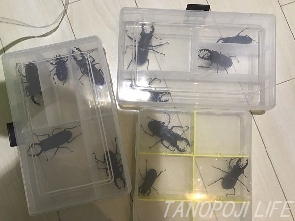 夏も本番【昆虫採集セット】これさえ揃えれば完璧だー！ - タノポジライフ