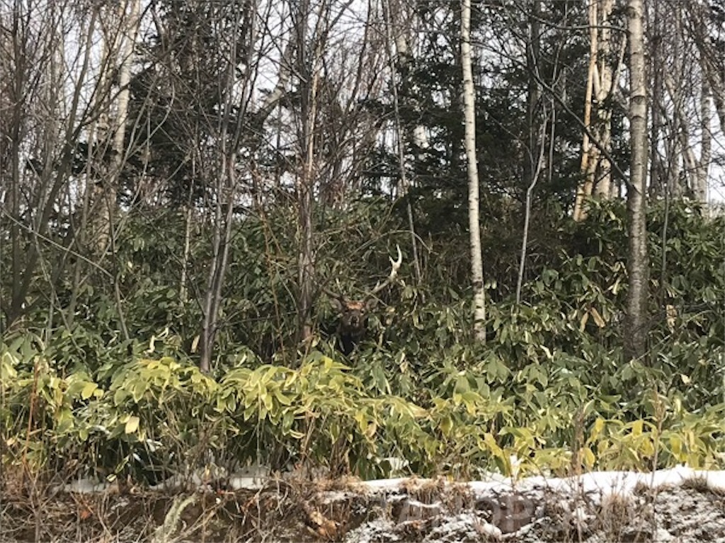 f:id:halu89:20180425120845j:image f:id:halu89:20180425120845j:image