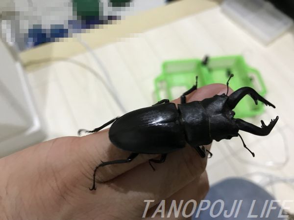 18年初採集 ミヤマクワガタ 採れまくり 北海道の 昆虫採集シーズン スタート タノポジライフ
