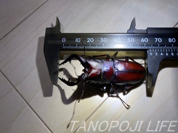 ノコギリクワガタ オス 36匹(全て水牛型) ノコギリクワガタ オス 36匹(全て水牛型) 【公式通販】