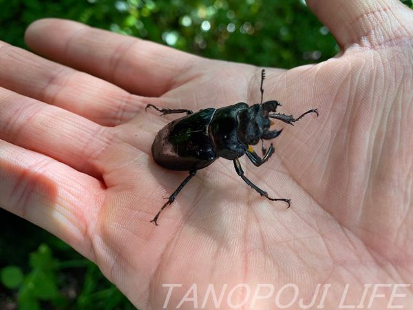 北海道 クワガタ採集 御神木巡り 悲劇の別れと新たな出会い タノポジライフ 北海道 クワガタ採集 御神木巡り 悲劇の別れと新たな出会い タノポジライフ