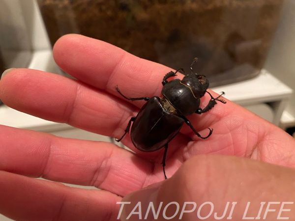 北海道】今峰製HIDライトでライトトラップ来るかビックサイズ