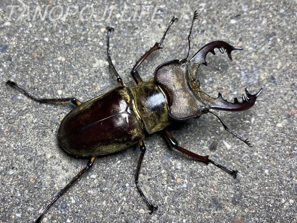 北海道】過去最高の採集数！ミヤマクワガタのビックサイズも