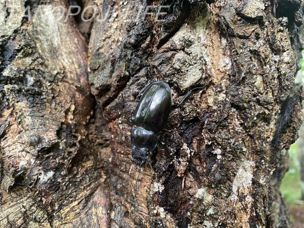 北海道 近隣で樹液採集 夢の75mm Upを目指して タノポジライフ 北海道 近隣で樹液採集 夢の75mm Upを目指して タノポジライフ