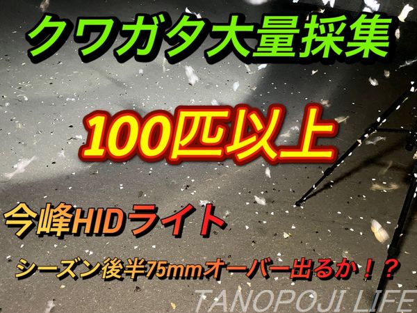 北海道 今峰ライトで大量採集 来るかミヤマ75mmオーバー タノポジライフ 北海道 今峰ライトで大量採集 来るかミヤマ75mmオーバー タノポジライフ