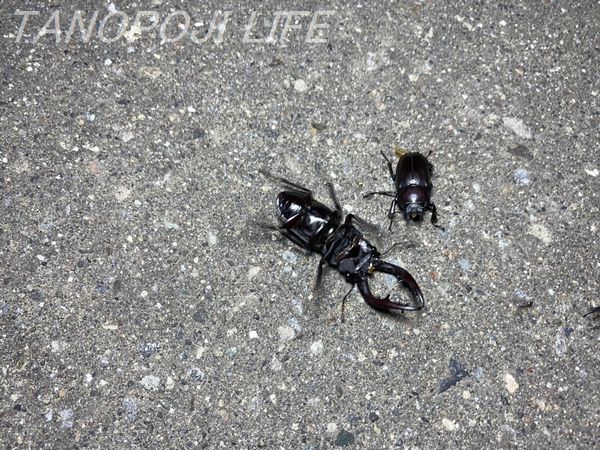 北海道】今峰ライトで大量採集！来るかミヤマ75mmオーバー