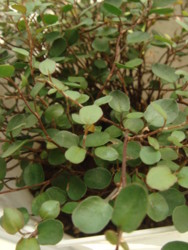 f:id:halujion:20100611013638j:image f:id:halujion:20100611013638j:image