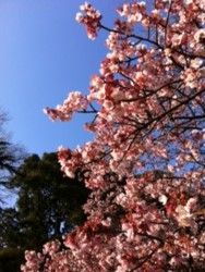 f:id:halujion:20110222153855j:image