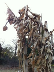 f:id:halujion:20110222153959j:image