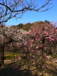 f:id:halujion:20110222160210j:image