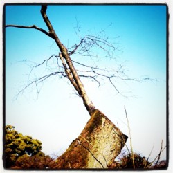 f:id:halujion:20110302185242j:image