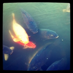 f:id:halujion:20110302185244j:image