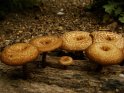 f:id:halujion:20110504010813j:image f:id:halujion:20110504010813j:image