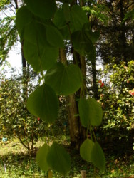 f:id:halujion:20110504011459j:image