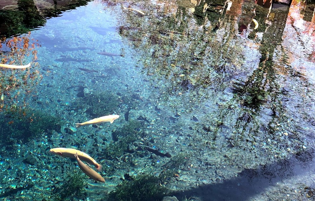 f:id:halya_11:20200228140603j:plain:w600