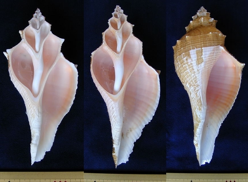 194) テングニシ断面 - 土佐の海からー海の貝ー