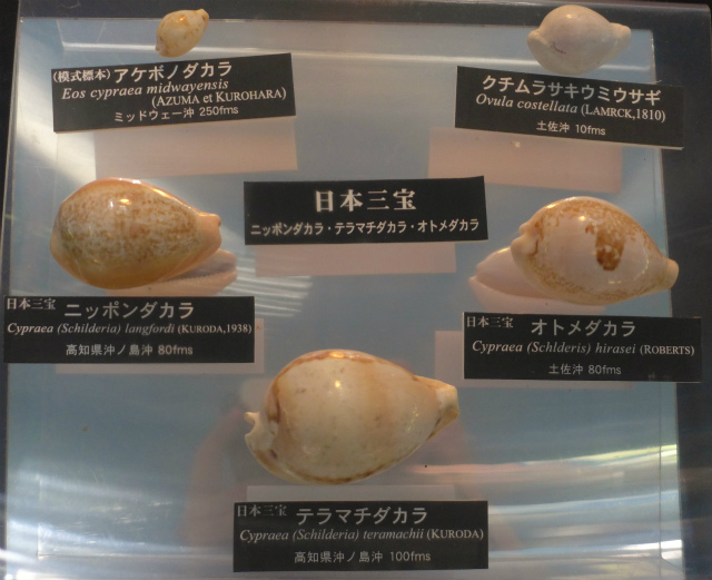 標本貝、テラマチダカラ