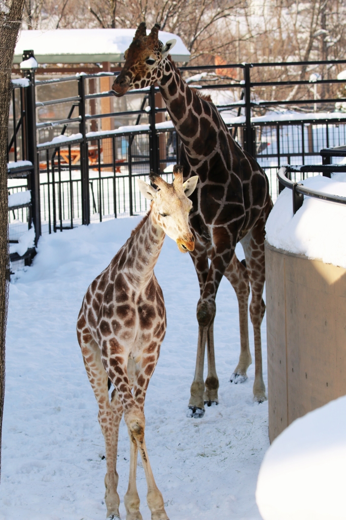 f:id:ham29:20160111225939j:plain