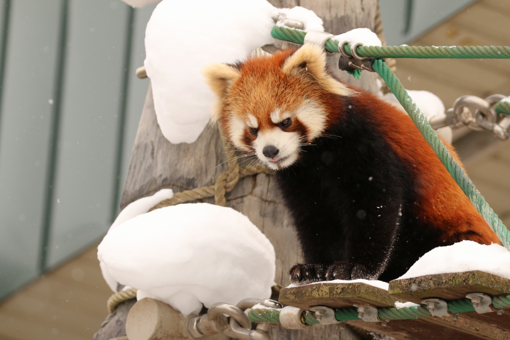 f:id:ham29:20160112214658j:plain