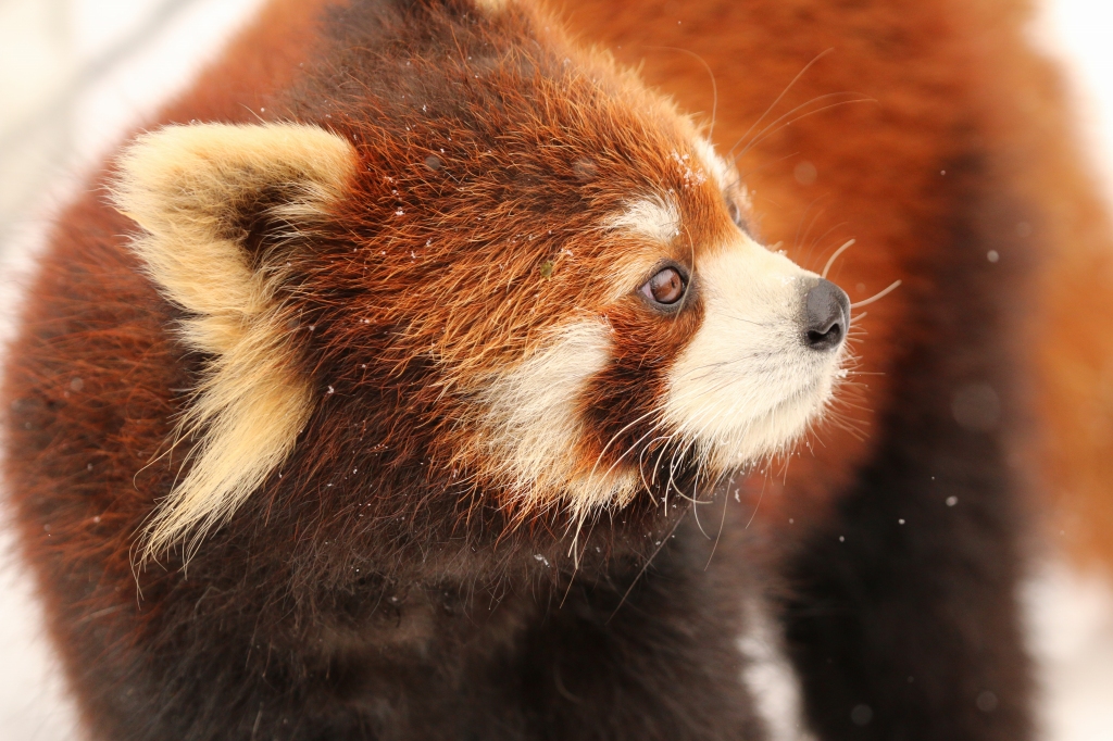 f:id:ham29:20160112214731j:plain