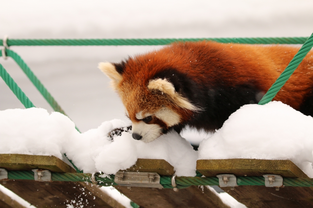 f:id:ham29:20160112214749j:plain