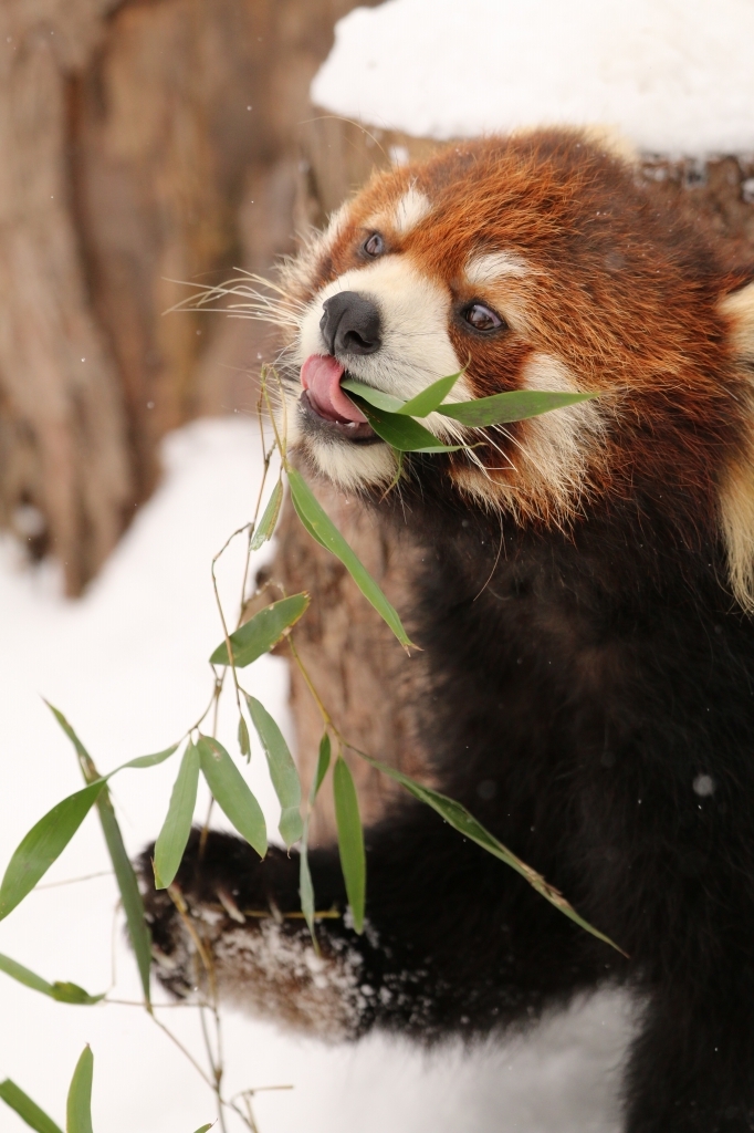 f:id:ham29:20160112214802j:plain