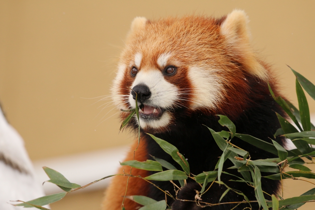 f:id:ham29:20160112214829j:plain