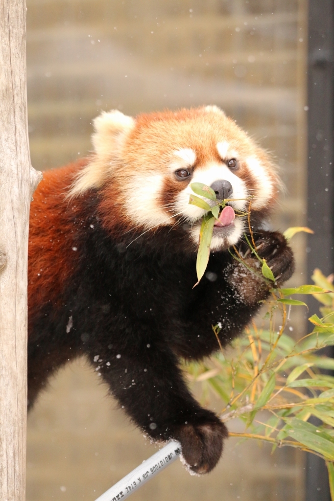 f:id:ham29:20160112214842j:plain