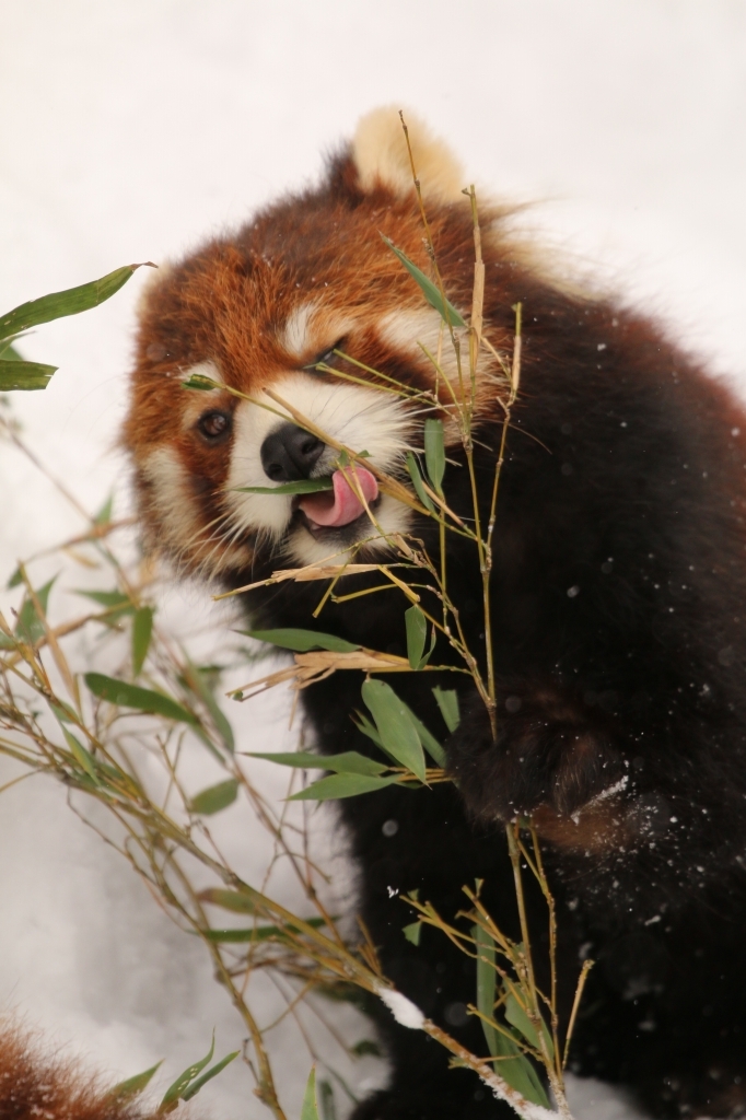 f:id:ham29:20160112214910j:plain