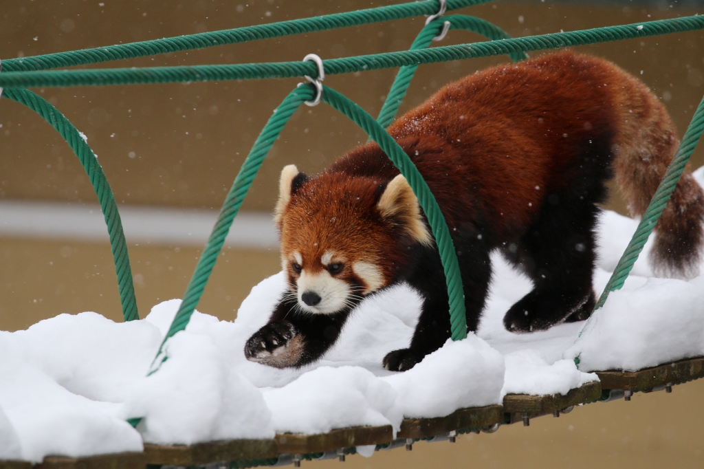 f:id:ham29:20160112214921j:plain