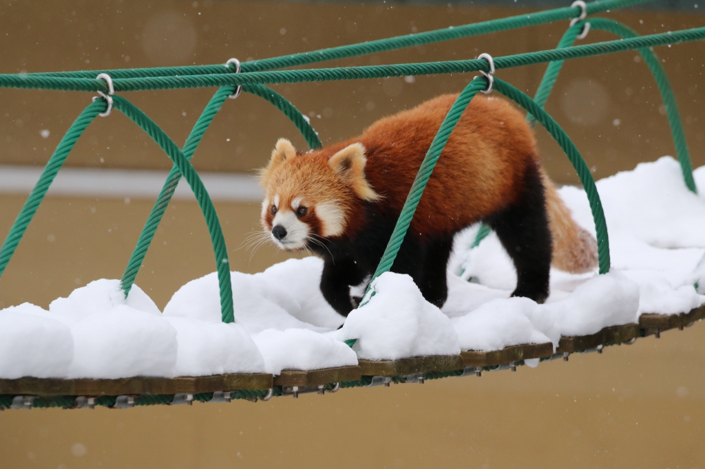 f:id:ham29:20160112214932j:plain