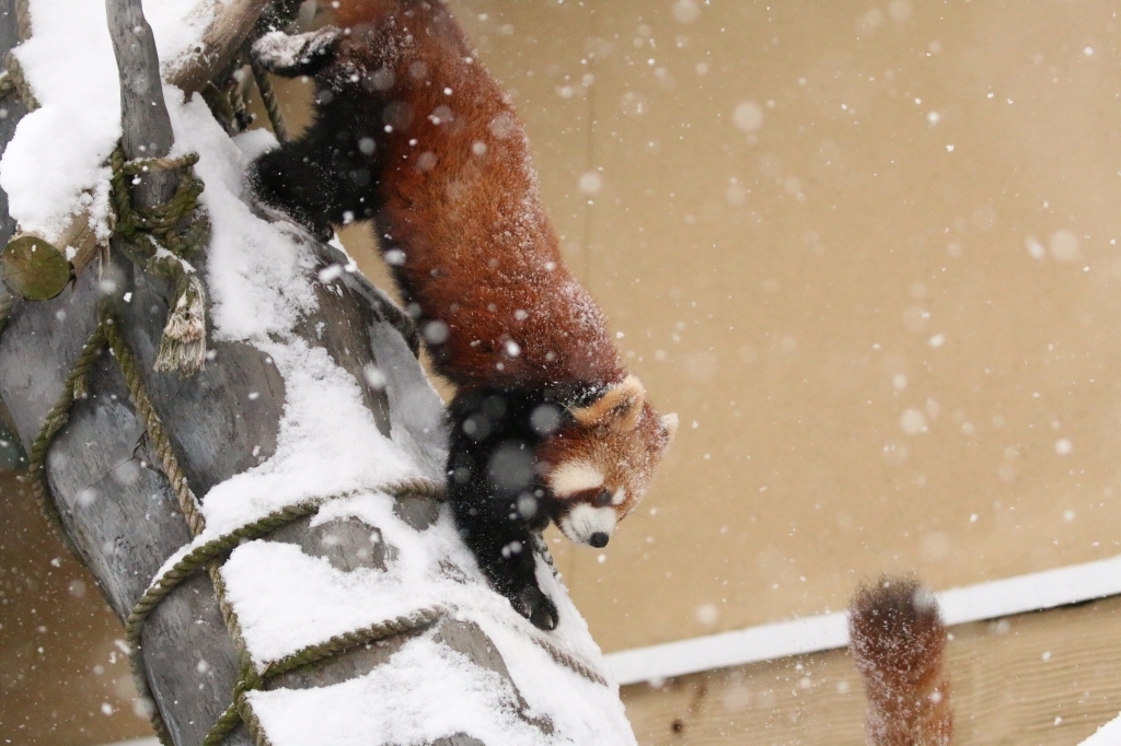 f:id:ham29:20160112215030j:plain