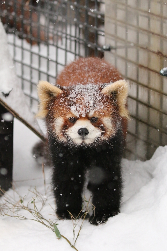 f:id:ham29:20160112215043j:plain