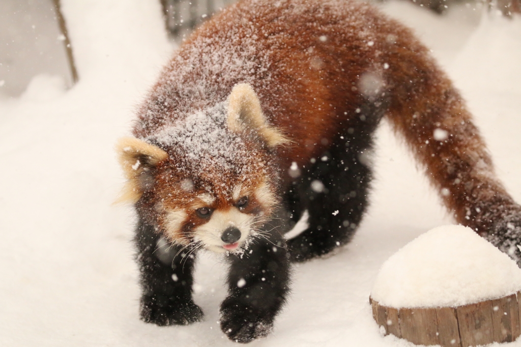 f:id:ham29:20160112215204j:plain