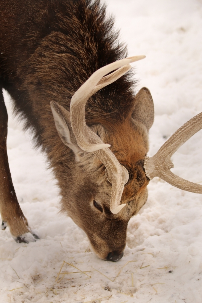 f:id:ham29:20160121231523j:plain