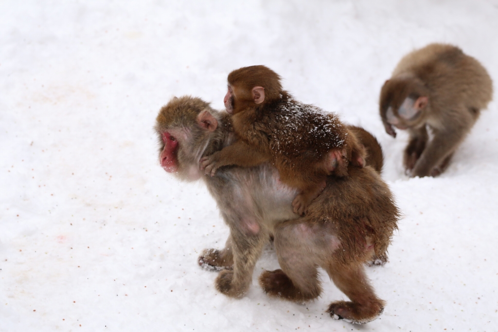 f:id:ham29:20160121231624j:plain