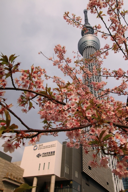 f:id:ham29:20160313231341j:plain