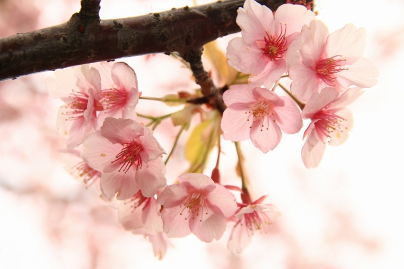 f:id:ham29:20160313231345j:plain