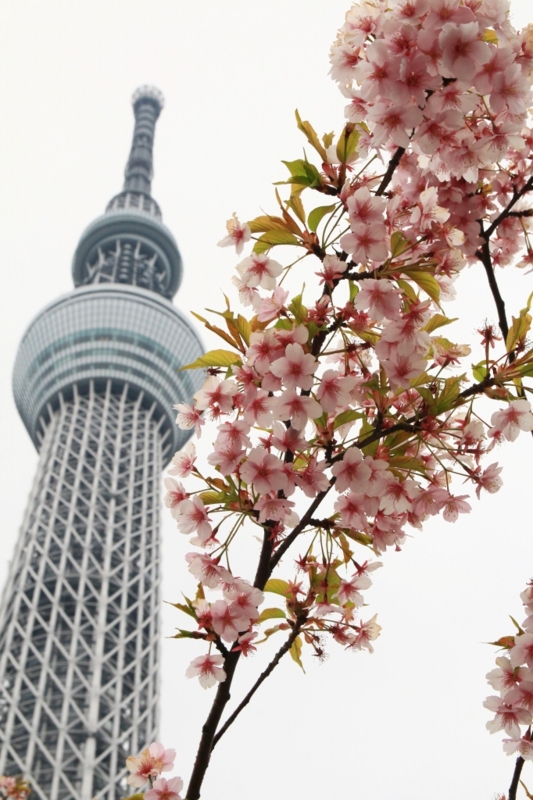 f:id:ham29:20160313231348j:plain