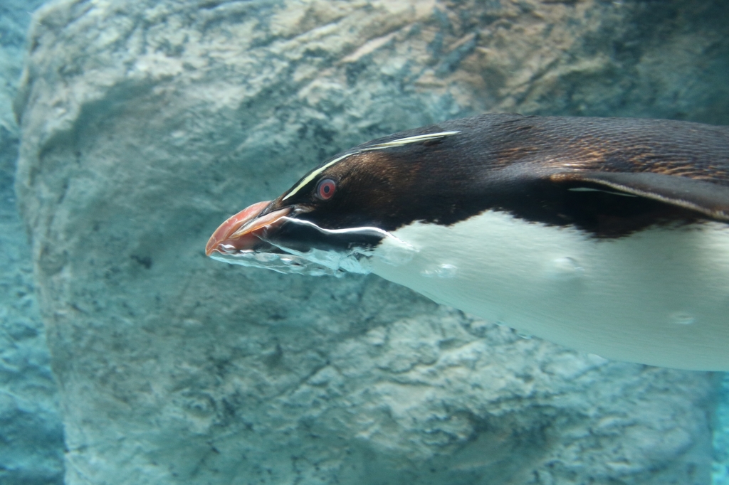 f:id:ham29:20160710151836j:plain